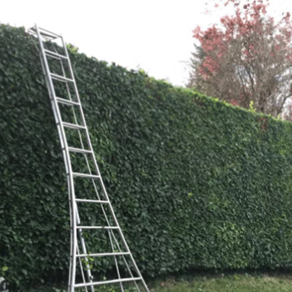 Hedge Trimming and Cutting